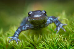 Blue Spotted Salamander