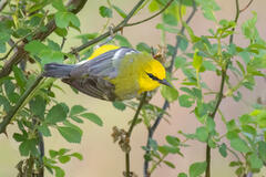 Blue-winged warbler