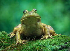 Bull Frog