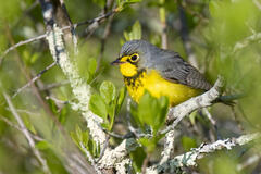 Canada Warbler