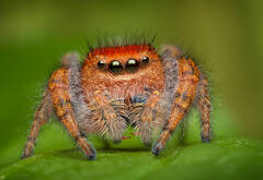 Phidippius Cardinalis