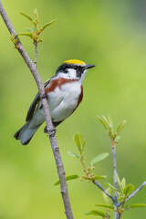 Chestnut-sided Warbler