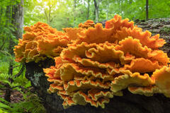 Chicken of the Woods