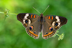 Common Buckeye