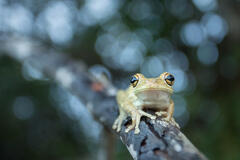 Cuban Treefrog