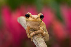 Cuban tree frog