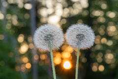 Dandelion Love
