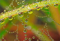 Dew Drop Factory