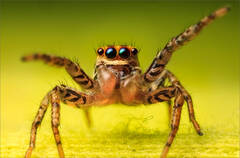 Dimorphic Jumper