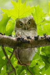 Eastern Screech Owlet