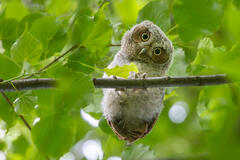 Eastern Screech Owlet