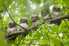 Eastern Screech Owlets (five)