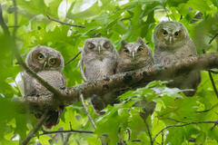 Eastern Screech Owlets (four)