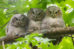 Eastern Screech Owlets (Three)