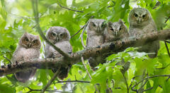 Eastern Screech Owlets -Five