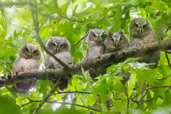 Eastern Screech Owlets