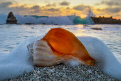 Shell at Sunrise