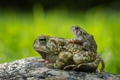 Fowlers Toads