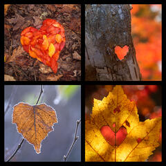 Found Love -Leaves-Coaster Set