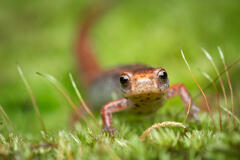 Four-toed Salamander
