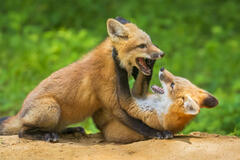 Red Fox Kits Playing