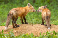 Red Fox pair II