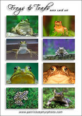 Frogs & Toads Set