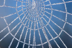 Frozen Web