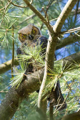 Great Horned Owlet