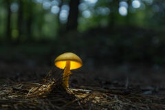 Yellow patches