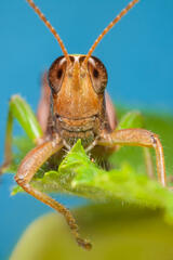 Grasshopper