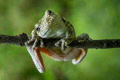 Gray Treefrog