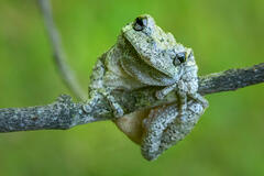 Gray Treefrog