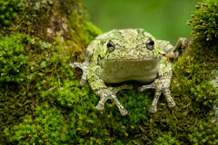 Gray Treefrog