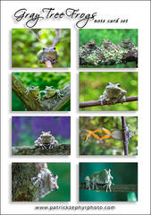 Gray Treefrogs Set