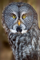 Great Gray Owl