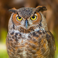 Great Horned Owl Puzzles