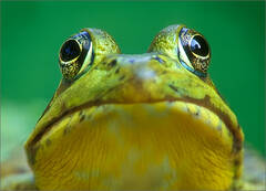 Green Frog