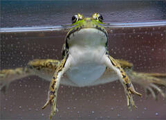 Green Frog