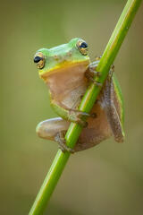 Green Treefroglet