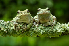 Together II, Gray Treefrogs