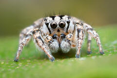 Habronattus trimaculatus