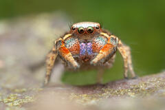 Habronattus altanus