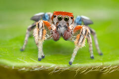 Habronattus arcalorus