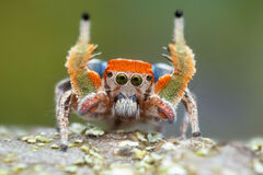 Habronattus arcalorus