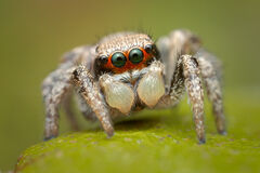 Habronattus californicus