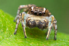 Habronattus cognatus