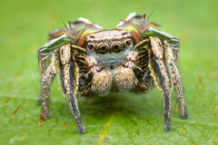 Habronattus cuspidatus