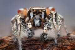 Habronattus formosus