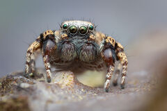 Habronattus oregonensis